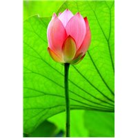 Лотос - Фотообои цветы|лотосы