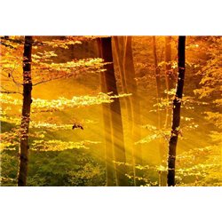 Солнечные лучи - Фотообои природа|деревья и травы - Модульная картины, Репродукции, Декоративные панно, Декор стен