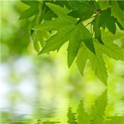 Лисья у воды - Фотообои природа|деревья и травы - Модульная картины, Репродукции, Декоративные панно, Декор стен