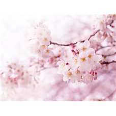 Картина на холсте по фото Модульные картины Печать портретов на холсте Розовые соцветия - Фотообои цветы|сакура