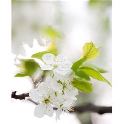 Белое соцветие - Фотообои цветы|цветущие деревья - Модульная картины, Репродукции, Декоративные панно, Декор стен