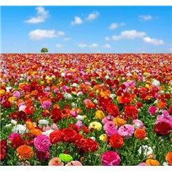 Поле разноцветных цветов - Фотообои природа|поля - Модульная картины, Репродукции, Декоративные панно, Декор стен