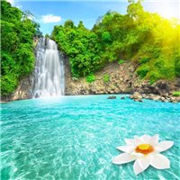 Портреты картины репродукции на заказ - Кувшинка на воде - Фотообои природа