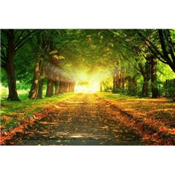 Солнечная аллея - Фотообои природа|дороги - Модульная картины, Репродукции, Декоративные панно, Декор стен