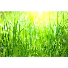 Картина на холсте по фото Модульные картины Печать портретов на холсте Зеленая трава - Фотообои природа|деревья и травы