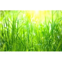 Портреты картины репродукции на заказ - Зеленая трава - Фотообои природа|деревья и травы