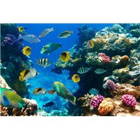 Морской мир - Фотообои Животные|морской мир