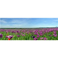 Картина на холсте по фото Модульные картины Печать портретов на холсте Полевые цветы - Фотообои природа|поля