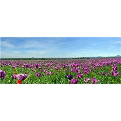 Полевые цветы - Фотообои природа|поля - Модульная картины, Репродукции, Декоративные панно, Декор стен