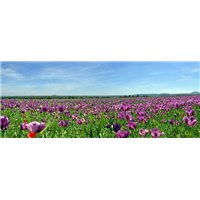 Портреты картины репродукции на заказ - Полевые цветы - Фотообои природа|поля