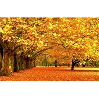 Осенние деревья - Фотообои природа|осень