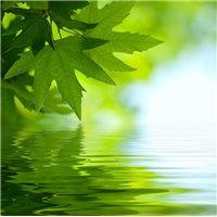 Листья над водой - Фотообои цветы|листья