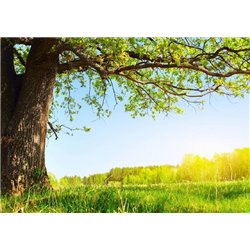 Большое дерево - Фотообои природа|деревья и травы - Модульная картины, Репродукции, Декоративные панно, Декор стен