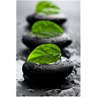 Капли - Фотообои природа|деревья и травы