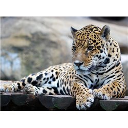 Леопард - Фотообои Животные|леопарды - Модульная картины, Репродукции, Декоративные панно, Декор стен
