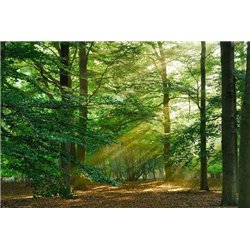 Лучи солнца - Фотообои природа|деревья и травы - Модульная картины, Репродукции, Декоративные панно, Декор стен