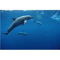 Дельфины - Фотообои Море|подводный мир
