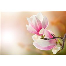 Картина на холсте по фото Модульные картины Печать портретов на холсте Соцветия - Фотообои цветы|магнолии