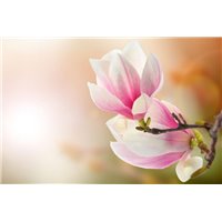 Соцветия - Фотообои цветы|магнолии