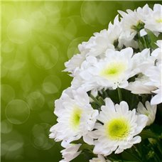 Картина на холсте по фото Модульные картины Печать портретов на холсте Букет белых маргариток - Фотообои цветы|другие