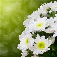 Портреты картины репродукции на заказ - Букет белых маргариток - Фотообои цветы|другие