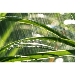 Капли на листьях - Фотообои природа|деревья и травы - Модульная картины, Репродукции, Декоративные панно, Декор стен