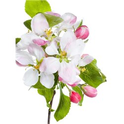 Соцветия - Фотообои цветы|цветущие деревья - Модульная картины, Репродукции, Декоративные панно, Декор стен