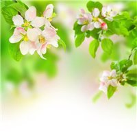 Соцветия и листья - Фотообои цветы|листья