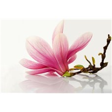 Картина на холсте по фото Модульные картины Печать портретов на холсте Розовый цветок - Фотообои цветы|другие