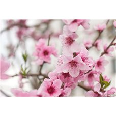 Картина на холсте по фото Модульные картины Печать портретов на холсте Цветение - Фотообои цветы|цветущие деревья