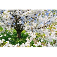 Картина на холсте по фото Модульные картины Печать портретов на холсте Цветущее дерево - Фотообои цветы|цветущие деревья