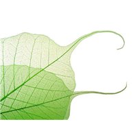 Портреты картины репродукции на заказ - Листья - Фотообои цветы|листья