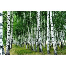 Картина на холсте по фото Модульные картины Печать портретов на холсте Березы - Фотообои природа|деревья и травы