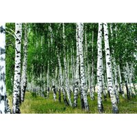 Портреты картины репродукции на заказ - Березы - Фотообои природа|деревья и травы