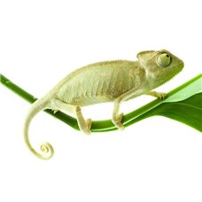 Картина на холсте по фото Модульные картины Печать портретов на холсте Хамелеон - Фотообои Животные