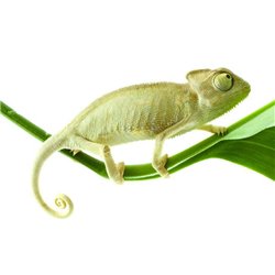 Хамелеон - Фотообои Животные - Модульная картины, Репродукции, Декоративные панно, Декор стен