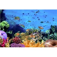 Портреты картины репродукции на заказ - Морское дно - Фотообои Море|подводный мир