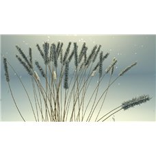 Картина на холсте по фото Модульные картины Печать портретов на холсте Колоски - Фотообои Арт