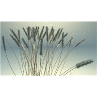 Портреты картины репродукции на заказ - Колоски - Фотообои Арт