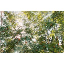 Ветки - Фотообои природа|деревья и травы - Модульная картины, Репродукции, Декоративные панно, Декор стен