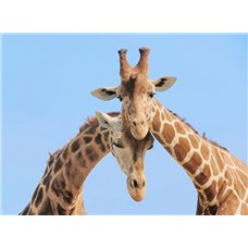 Картина на холсте по фото Модульные картины Печать портретов на холсте Жирафы - Фотообои Животные|жирафы