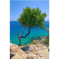 Портреты картины репродукции на заказ - Дерево - Фотообои Море|побережье