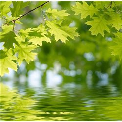 Веточка над водой - Фотообои цветы|листья - Модульная картины, Репродукции, Декоративные панно, Декор стен