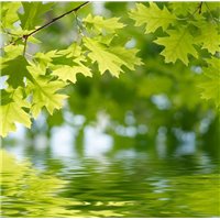 Веточка над водой - Фотообои цветы|листья