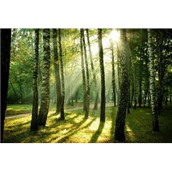 Солнечные лучи - Фотообои природа|лес - Модульная картины, Репродукции, Декоративные панно, Декор стен