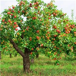 Яблоня - Фотообои Еда и напитки|фрукты и ягоды - Модульная картины, Репродукции, Декоративные панно, Декор стен