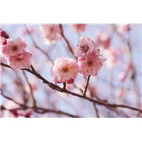 Портреты картины репродукции на заказ - Соцветия на ветке - Фотообои цветы|цветущие деревья