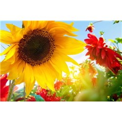 Подсолнух и астры - Фотообои цветы|полевые - Модульная картины, Репродукции, Декоративные панно, Декор стен