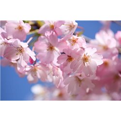 Ветвь цветущая - Фотообои цветы|другие - Модульная картины, Репродукции, Декоративные панно, Декор стен