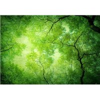 Портреты картины репродукции на заказ - Зелёные деревья - Фотообои природа|деревья и травы